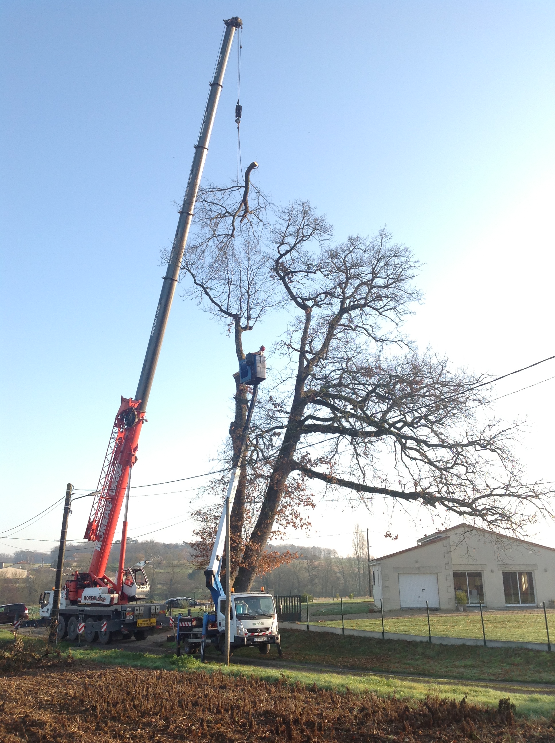 Démontage d’un chêne à la grue de levage par l’Entreprise BES à Saint-Hilaire-du-Bois