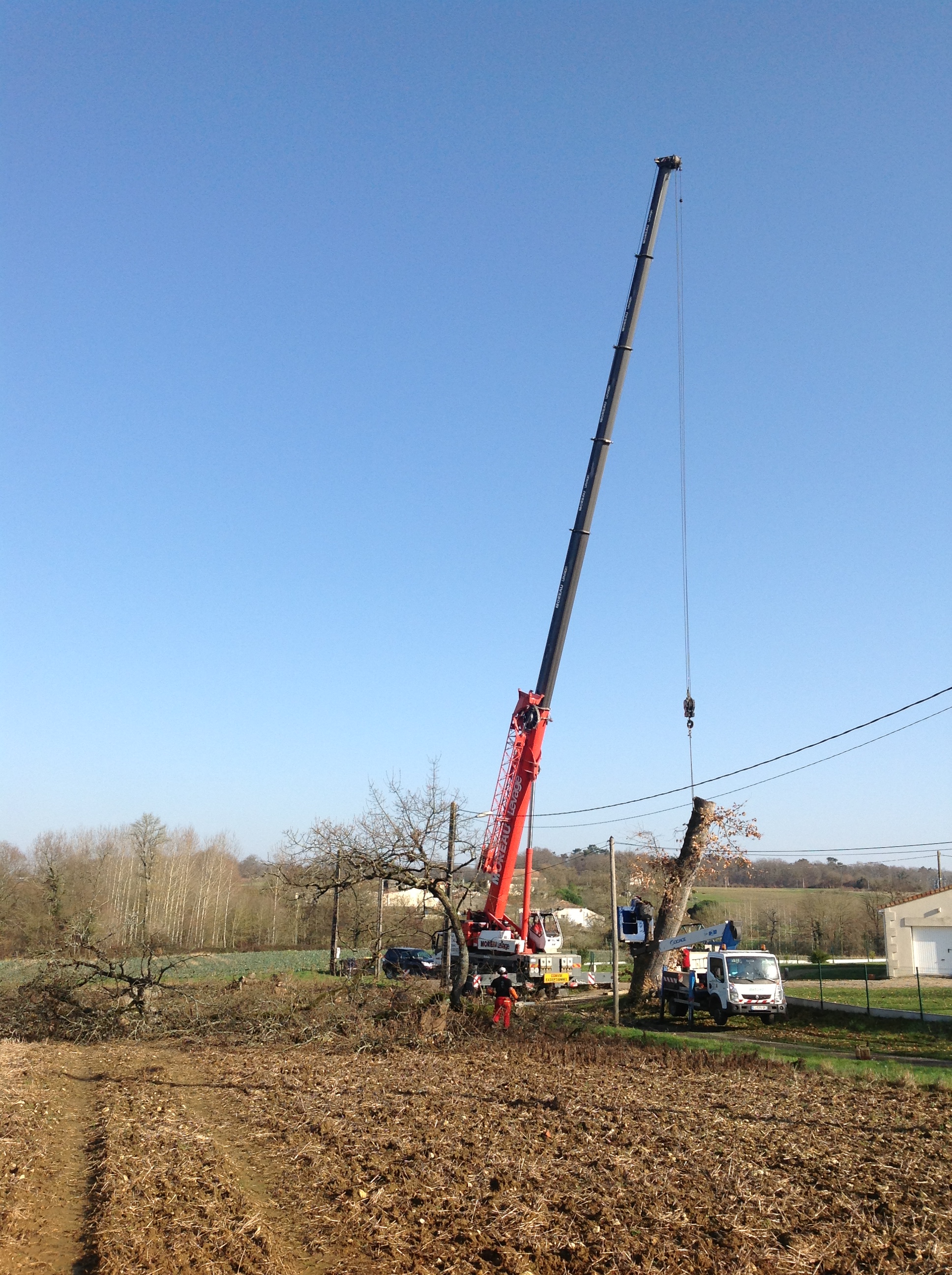 Grue de levage déployée pour le démontage d’un arbre par l’Entreprise BES