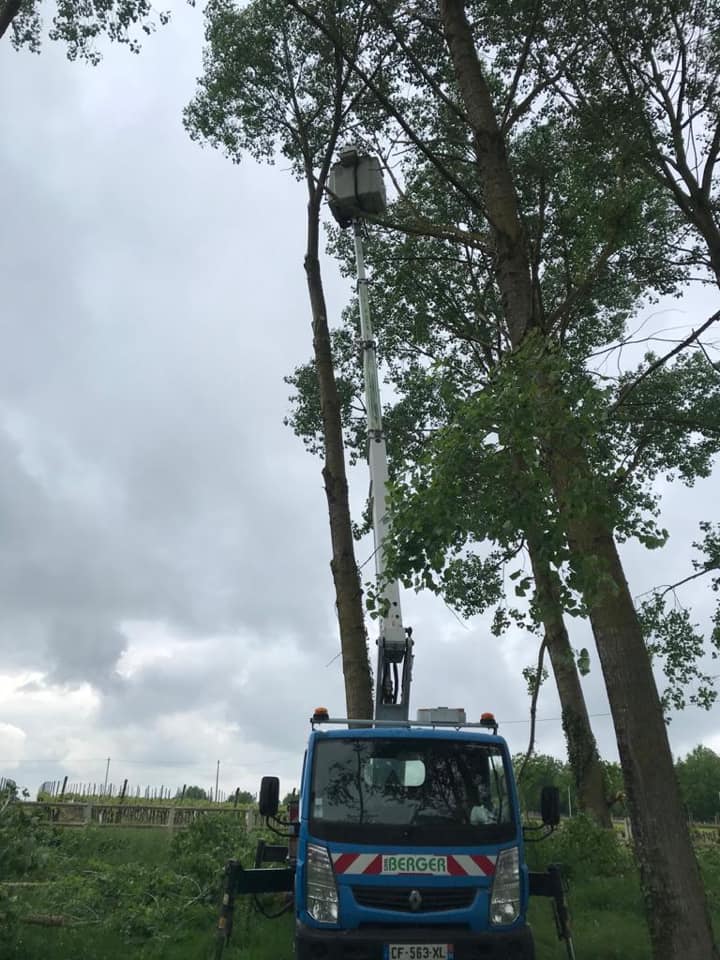 Taille de haies et d'arbustes en Charente-Maritime par l'Entreprise BES